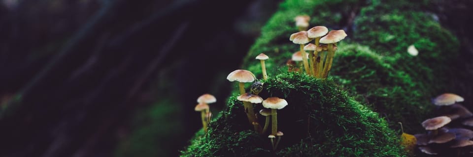 Elon Musk wants eco-apartheid. Project Mushroom wants justice. π